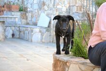 NALAFELINE, Hund, Mischlingshund in Griechenland - Bild 4