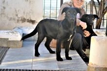 NALAFELINE, Hund, Mischlingshund in Griechenland - Bild 5