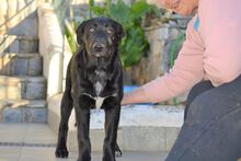 NALAFELINE, Hund, Mischlingshund in Griechenland - Bild 6