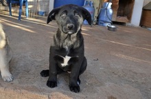 NALAFELINE, Hund, Mischlingshund in Griechenland - Bild 8