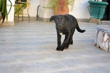 NALAFELINE, Hund, Mischlingshund in Griechenland - Bild 9