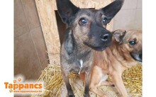 LUCY5, Hund, Mischlingshund in Ungarn - Bild 2