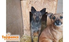 LUCY5, Hund, Mischlingshund in Ungarn - Bild 3