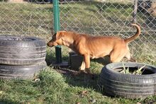 BARNI, Hund, Mischlingshund in Ungarn - Bild 3
