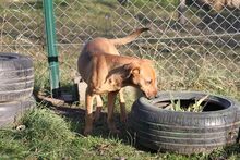 BARNI, Hund, Mischlingshund in Ungarn - Bild 4
