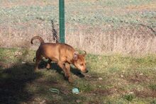 BARNI, Hund, Mischlingshund in Ungarn - Bild 5