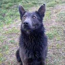 JESSY, Hund, Deutscher Schäferhund-Mix in Ungarn - Bild 1