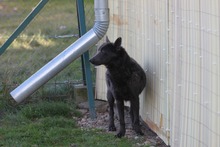 JESSY, Hund, Deutscher Schäferhund-Mix in Ungarn - Bild 9