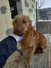 CON, Hund, Mischlingshund in Rumänien - Bild 2