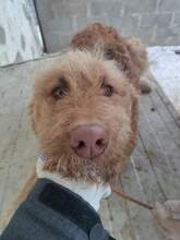 CON, Hund, Mischlingshund in Rumänien - Bild 3
