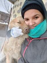 SCOTT, Hund, Mischlingshund in Rumänien - Bild 1