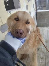 SCOTT, Hund, Mischlingshund in Rumänien - Bild 4