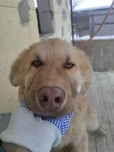 SCOTT, Hund, Mischlingshund in Rumänien - Bild 5