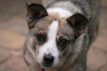 FLOCKE, Hund, Mischlingshund in Munkbrarup - Bild 10
