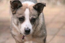 FLOCKE, Hund, Mischlingshund in Munkbrarup - Bild 11
