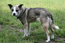 FLOCKE, Hund, Mischlingshund in Munkbrarup - Bild 12