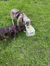 FLOCKE, Hund, Mischlingshund in Munkbrarup - Bild 5