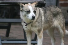 FLOCKE, Hund, Mischlingshund in Munkbrarup - Bild 9