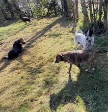 CALOUFE, Hund, Mischlingshund in Heede - Bild 10