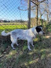 CALOUFE, Hund, Mischlingshund in Heede - Bild 11
