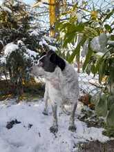 CALOUFE, Hund, Mischlingshund in Heede - Bild 2