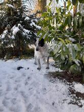 CALOUFE, Hund, Mischlingshund in Heede - Bild 4