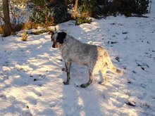 CALOUFE, Hund, Mischlingshund in Heede - Bild 5