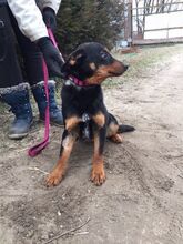 LURKO, Hund, Mischlingshund in Ungarn - Bild 6