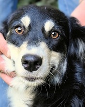 FLAVIANA, Hund, Mischlingshund in Italien - Bild 1