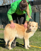 LEON, Hund, Mischlingshund in Italien - Bild 3
