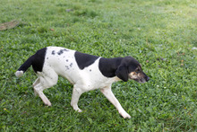 YUNA, Hund, Mischlingshund in Kroatien - Bild 4