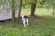 YUNA, Hund, Mischlingshund in Kroatien - Bild 5