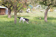 YUNA, Hund, Mischlingshund in Kroatien - Bild 7