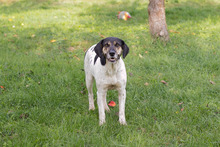 YUNA, Hund, Mischlingshund in Kroatien - Bild 9