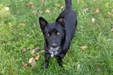 ROMANO, Hund, Mischlingshund in Kroatien - Bild 2