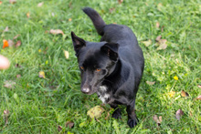 ROMANO, Hund, Mischlingshund in Kroatien - Bild 4