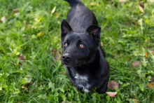 ROMANO, Hund, Mischlingshund in Kroatien - Bild 6