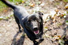 ROMANO, Hund, Mischlingshund in Kroatien - Bild 7