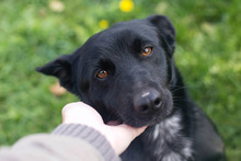 ROMANO, Hund, Mischlingshund in Kroatien - Bild 8