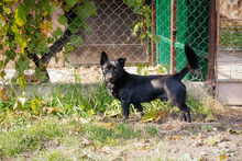 ROMANO, Hund, Mischlingshund in Kroatien - Bild 9