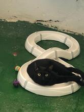 WYOMING, Katze, Hauskatze in Spanien - Bild 5