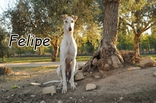 FELIPE, Hund, Galgo Español in Herxheimweyher