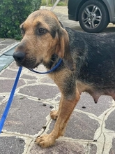 ARABELLA, Hund, Segugio Italiano in Langen