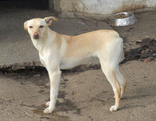 CHARA, Hund, Mischlingshund in Bulgarien - Bild 1