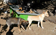 CHARA, Hund, Mischlingshund in Bulgarien - Bild 10