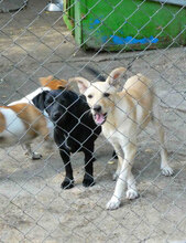 CHARA, Hund, Mischlingshund in Bulgarien - Bild 11