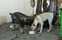 CHARA, Hund, Mischlingshund in Bulgarien - Bild 12