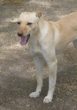 CHARA, Hund, Mischlingshund in Bulgarien - Bild 13