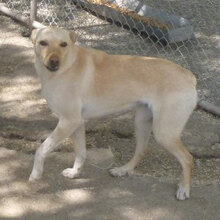 CHARA, Hund, Mischlingshund in Bulgarien - Bild 14
