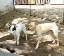 CHARA, Hund, Mischlingshund in Bulgarien - Bild 16